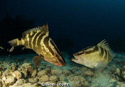 nassau groupers encounter,canon 5D mark 3. tokina lens 10... by Noel Lopez 